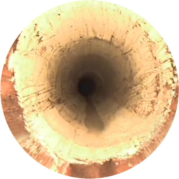 Roots_2.png