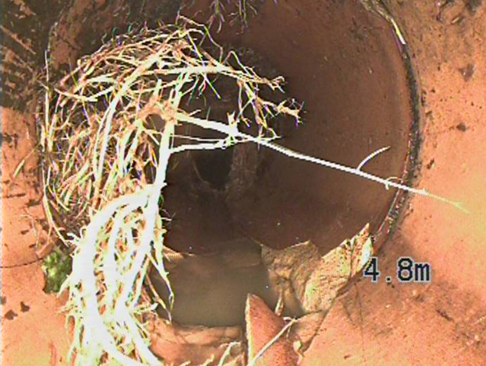 Another example of roots in damaged pipeline